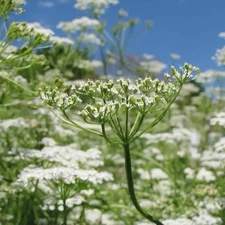 100+ Cumin Seeds For Planting (Cuminum cyminum) | non-GMO, Heirloom USA