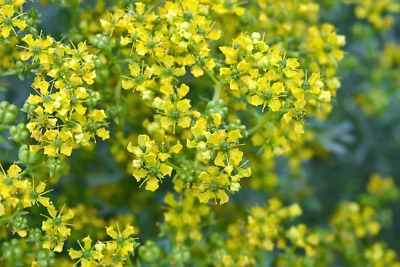 SEEDVILLE USA 50 YELLOW RUE Herb of Grace Common Ruta Graveolens Fragrant Evergreen Flower See