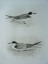 1911 Antique Bird Print THE ARCTIC & BLACK TERN by Charles Stonham / L.M Medland
