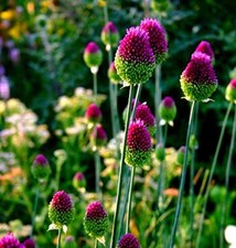 1-100 ALLIUM SPHAEROCEPHALON DRUMSTICK BULBS/CORMS PERENNIAL SUMMER FLOWER PLANT