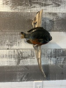 Vtg Mounted 9.5” Sunfish Fish Taxidermy Wildlife Art Fishing Record Size