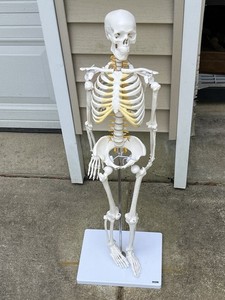 Axis Scientific Mini Human Skeleton Model 33" on Stand
