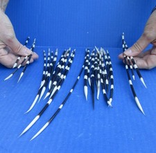 25 piece lot of South African Porcupine Quills 7 to 14 inches 51728