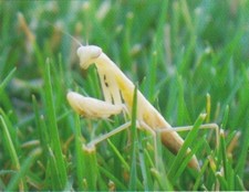 Praying Mantis in The Grass