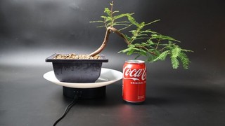 Swamp cypress Bonsai Tree Semi Cascade Penjing Mame Shohin Not Yamadori Japanese