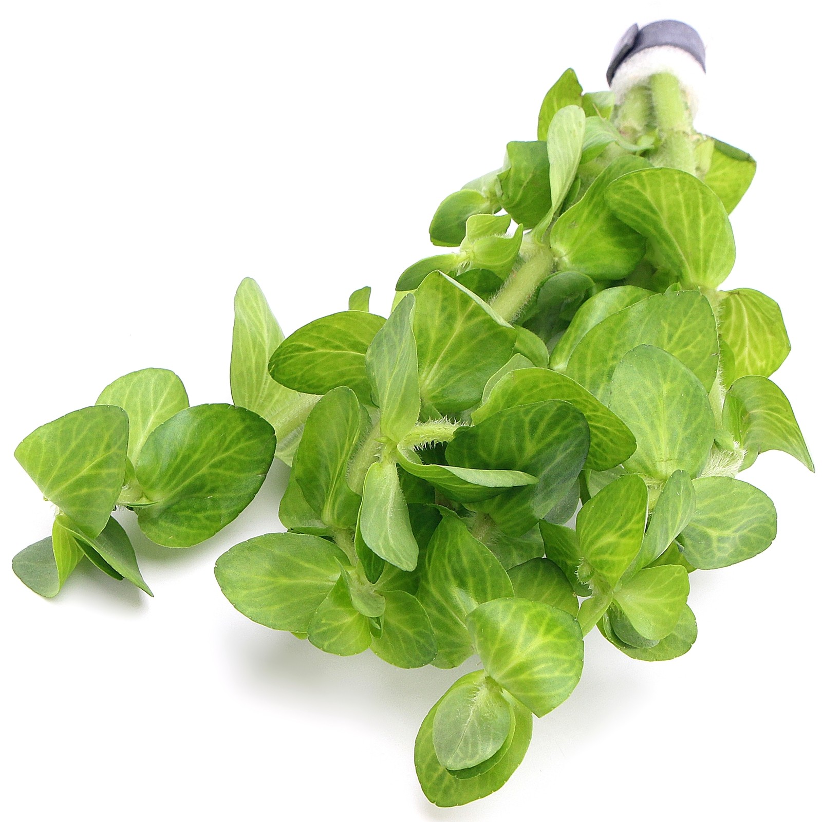 Bacopa Lanigera Variegata Live Aquarium Plants Tropical Aquascaping Tank K2AQUA