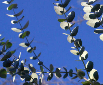 Eucalyptus cinerea SEEDS - Silver Dollar | Argyle Apple | Tree