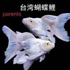 Platinum Butterfly Koi 4   Inch Live fish