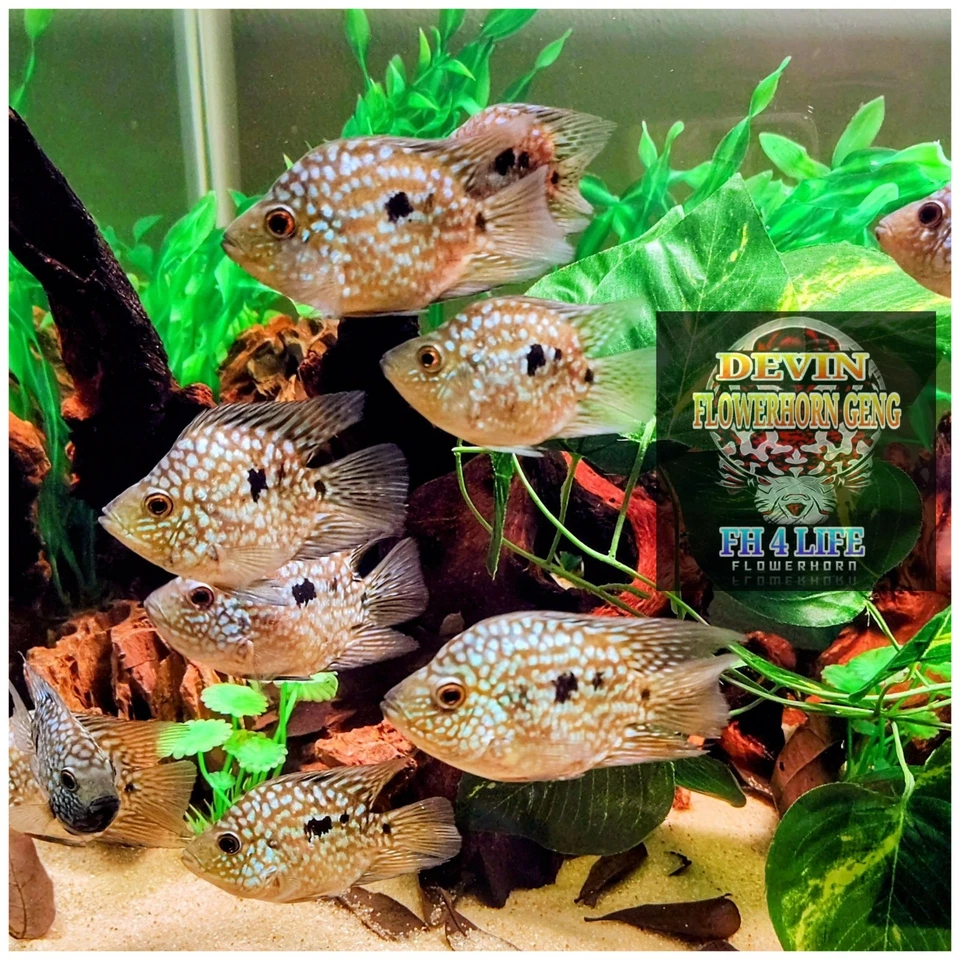 1x Colored Up Male SRT SB x Crystal Parrot Cichlid 3"(FUTURE FATHER)  - Image 3 of 4