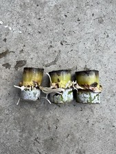 3pcs Sugarcane Cutting Green Yellow Sweet And Juicy Ready To Grow