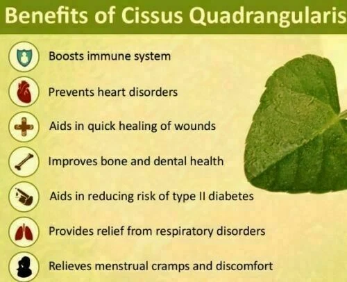 Hadjod en polvo - Cissus Quadrangularis hierbas indias originales ayurvédicas y herbales Foto 2 de 4