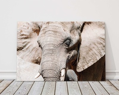Elefant Leinwand Bild Druck. Wildbild.