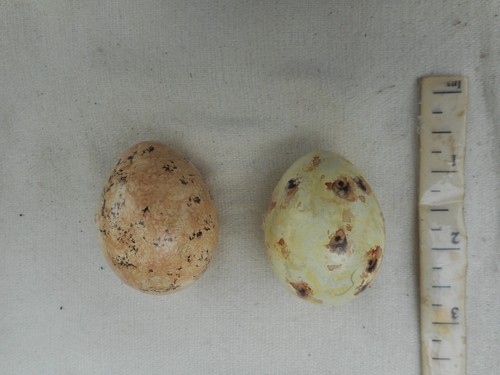 Replica Birds Eggs TERNS 2 EGGS - Picture 2 of 2