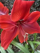 Amaryllis Flower Seeds Red Giant, 50 Pack