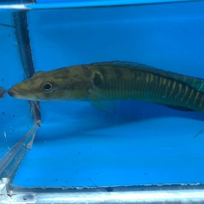 exotic fish shop new bedford ma