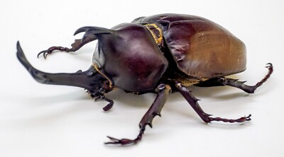 Dynastidae - Allomyrina (Trypoxylus) Dichotomus (m) 72mm