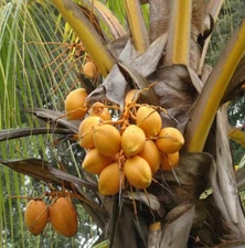 Sprouted Yellow Malayan Coconut – Live Plant 6–8" Tall – Healthy & Well-Rooted