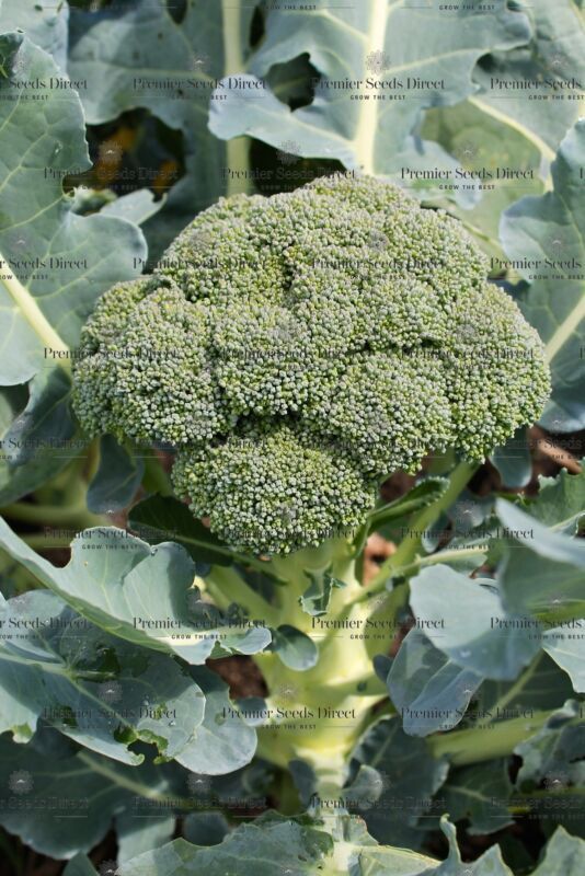 Broccoli Calabrese Green Sprouting 1000 Seeds