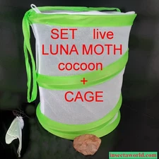 Luna moth (Saturniidae, Actias luna) - LIVE COCOON in DIAPAUSE + CAGE