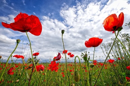 Klatsch Mohn Samen 🌸, 200+ Samen aus dem eigenen Garten 🌼 - Bild 5 von 7