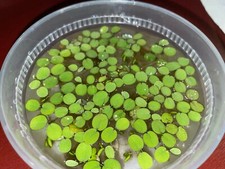 Water Spangles, Salvinia minima
