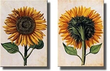 Sunflowers Picture on Stretched Canvas, Set of 2 , Wall Art Decor Ready to Hang!