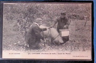 CPA Le LOT Caveurs cherchant la Truffe Gros plan