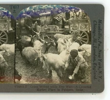 Goats Milked Market Place Sicily Italy Keystone Stereoview