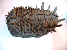 TRILOBITE SPINISCABRELLA STRUVEI  HUGE MONSTER 8'' X 3 1/2'' FOSSIL SCULPTURE