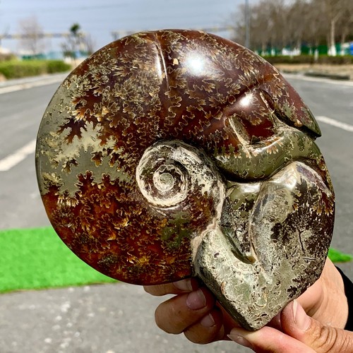 1.83LB Rare! Natural Tentacle Ammonite FossilSpecimen Shell Healing Madagascar - Picture 16 of 22