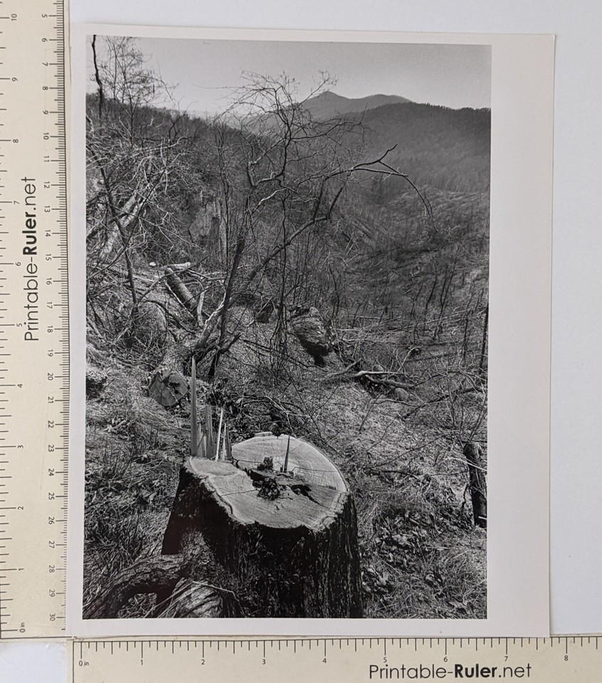 1985 Pisgah Nat'l Forest NC Clear Cut Timber Adam's Knob Sally Creek