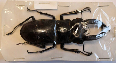 標本 Very Rare Mecosarthron buphagus 65mm HEXARTHRIUS BUQUETI - 68-71MM - unmounted beetle | eBay