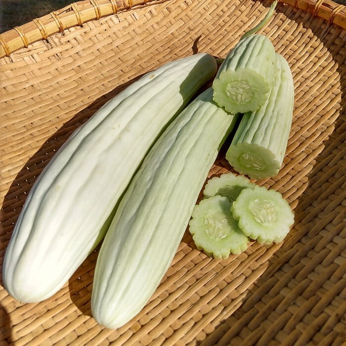 Tortarello Bianco pepino melón 5+ semillas - variedad melón Cu 062