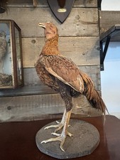 Very Large Gamefowl  - Rare Unusual Gamecock Taxidermy Mount . 