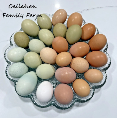 16++ Chicken Hatching Eggs ~Barnyard Mix~ Rainbow Egg Layers ~ Premium Breeds