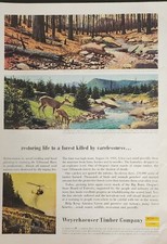 Weyerhaeuser Forest Magazine Ad Picture Vintage Tree Farm Fire Wall Art Decor