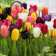 Garden State Bulb Bright Sunshine Mix Single Late Tulip Flower
