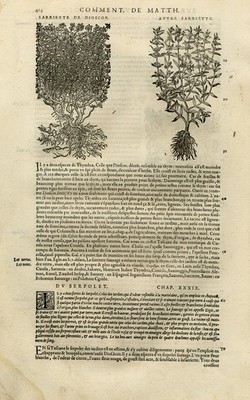 Antique Print-Botany-Satureja-Thyme-Mattioli-p. 414-Anonymous-1572