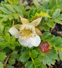 Rubus taiwanicola / Mûre rampant de Taïwan / Conteneur de 3 à 4 litres / Peti...