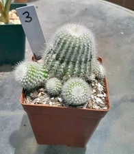 Parodia Notocactus SCOPA CLUSTER Cactus Ships In A 4" Pot ! Blooms Yellow!#3