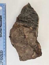 Crinoid Fossil Morocco Devonian Period Mahoumacrinus 400 Million Years Old