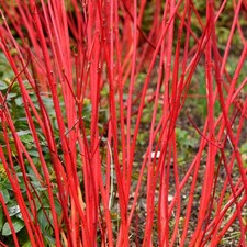 Cornus alba Sibirica - Deciduous Flowering Dogwood Garden Shrub Plant