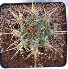 Echinocactus ingens YR2 -  - Cactus gigante | Cactus messicano gigante