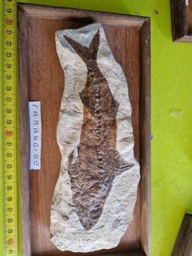 Fossil CARANGIDE bolca 20 Cm - Foto 13 di 24