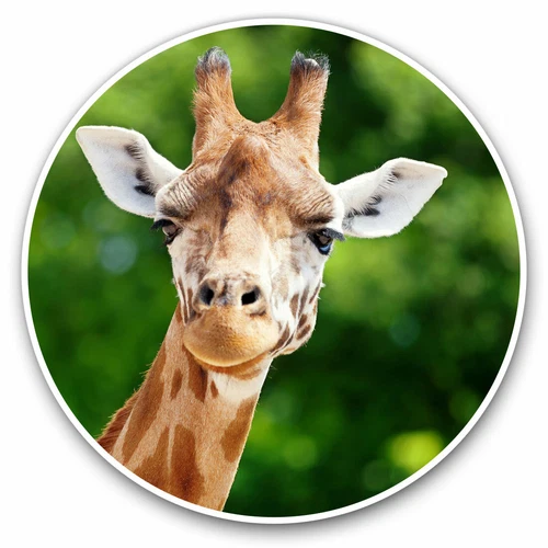 2 x Vinyl Stickers 30cm - Happy Smiling Giraffe African Africa Cool Gift #12437