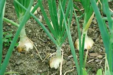 Walla Walla Sweet Onion Seeds, NON-GMO, Northern Onion, Overwintering, FREE SHIP