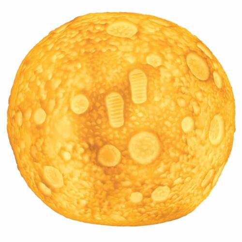 Moon Shaped Night Light with Warm White LED Mood Lamp ( Battery Operated ) - Afbeelding 1 van 5