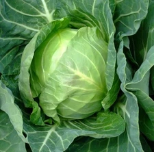 Copenhagen Market Early Cabbage Seeds, NON-GMO, Variety Sizes, FREE SHIPPING