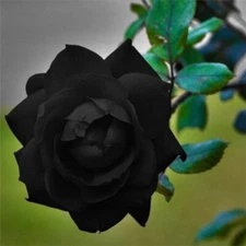 10 Black Rose Seeds Flower Bush Perennial Shrub Flowers Seed 145 USA
