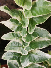 2 x English Ivy Plant Variegated Ivy Glacier Houseplant 